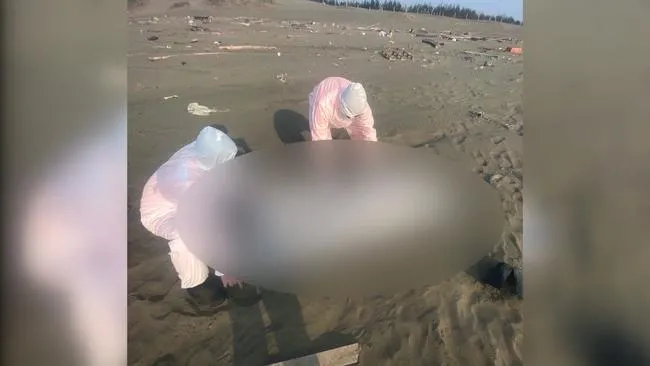 台灣沿海20具浮屍驚見台商名片　警方連繫家屬曝偷渡來台原因