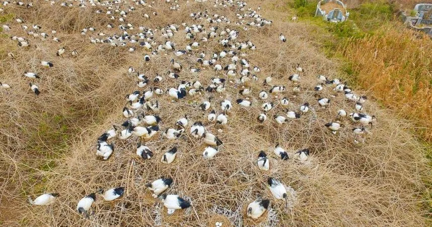 六福村動物出逃非首次！6埃及聖䴉越獄大繁衍　花7400萬移除全民買單