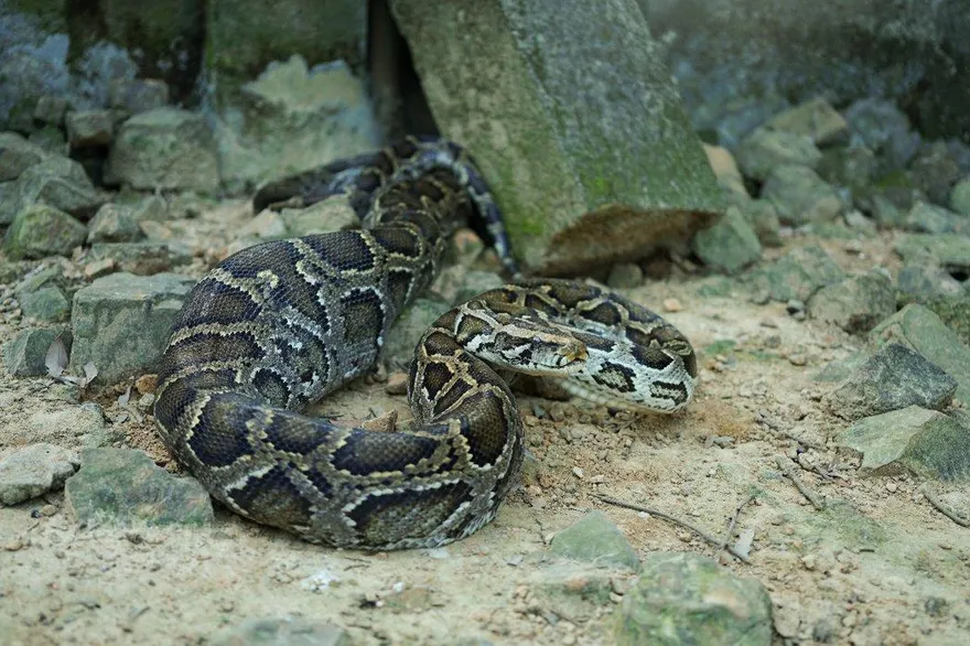 大陸華南6000年蛇骨堆揭密史前人類菜單　「燒烤蛇肉」是常見餐點