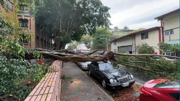 快訊/草屯國小榕樹塌！20m大樹橫躺「3車遭殃」　另一顆也在搖了