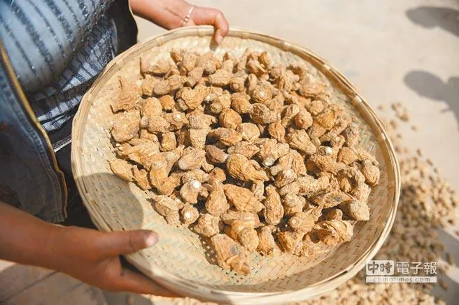 男人超愛的瑪卡究竟是什麼！擁有七種礦物質 醫:無法證實能改善性功能障礙！