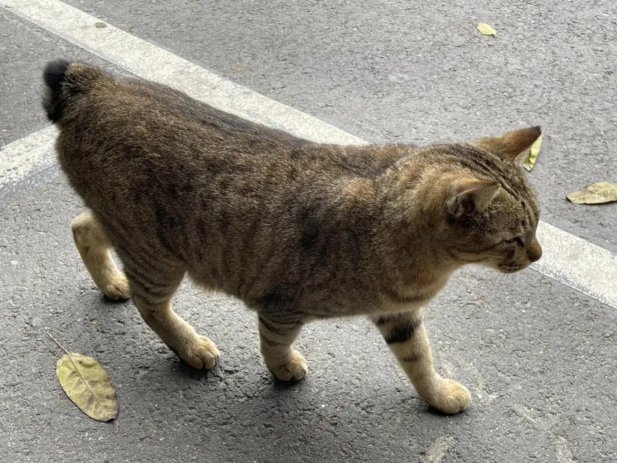 喵一聲嚇阻20里老鼠！罕見台灣二怪「瑯嶠貓」驚現高雄