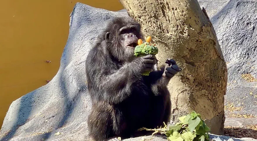 影/最壞身教！男童丟食物餵黑猩猩　家長竟「拍手叫好、支援食物」