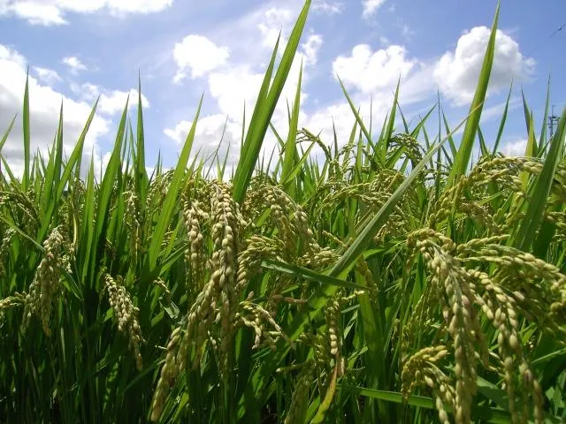 看綠色著的可以護眼嗎？醫曝「6招」護眼撇步最有效