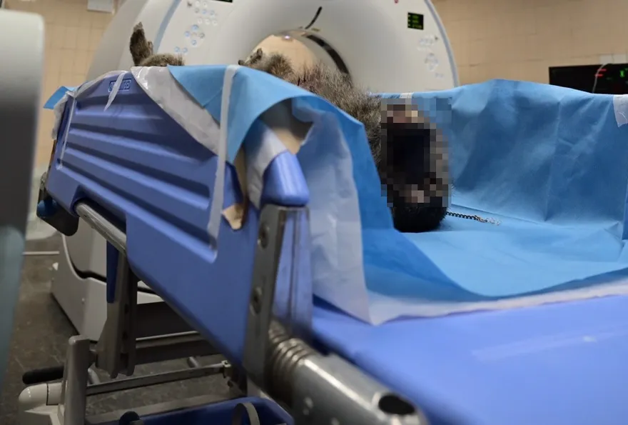 狒狒逃脫未通報枉死！六福村確定吃罰單　竹縣農業處開鍘金額曝光