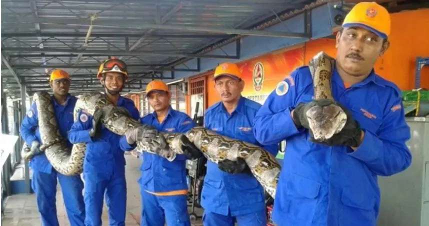 工地樹下驚見8m巨蟒！花半小時才扛走「250公斤長條物體」　可惜發現時已…