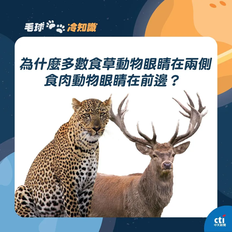 【毛球冷知識】眼睛位置大不同！「食肉長前面＋食草在兩邊」　難道吃素的怕吃草刺眼睛？