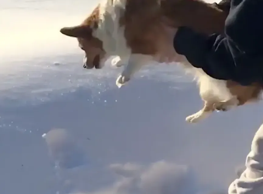 影/驚爆！柯基被飼主「萬里高空墜落」竟奇蹟生還…網傻眼：真的嚇歪