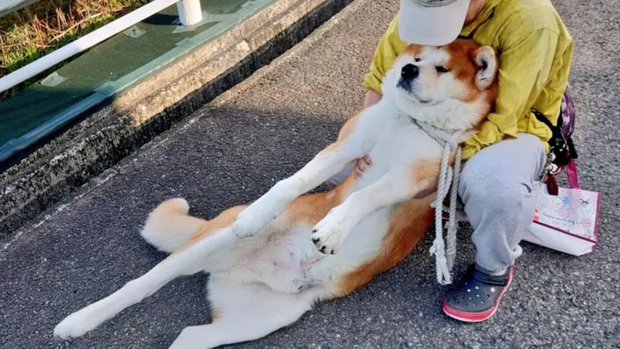 我還要玩！秋田犬「癱軟耍賴地上蹭」　結實體型讓把拔超崩潰！