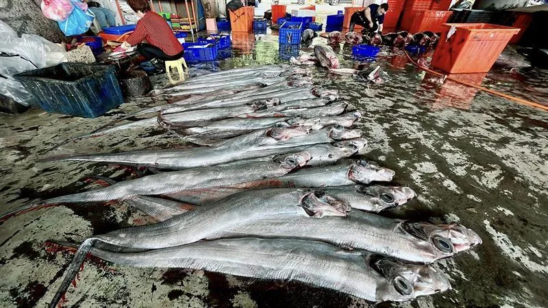台東「地震魚」一次捕獲50尾！在地人心驚驚　專家曝是「這原因」啦
