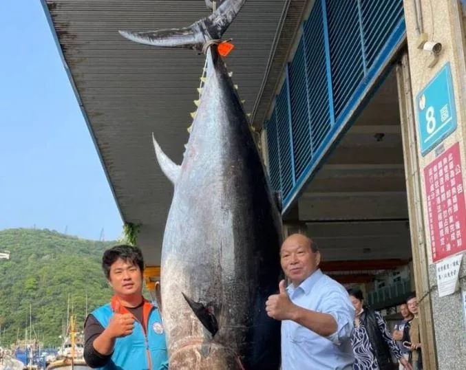 黑鮪魚季拉序幕！320kg「蘇澳第一鮪」進港　近10年最肥大