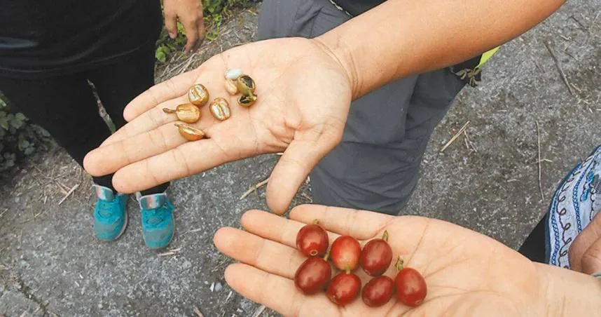 旱象持續嚴峻　台南載水救急幫山區果樹解渴