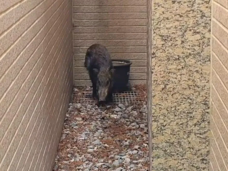 影/狒狒之亂剛結束…台中南屯「山豬出沒」！警現場待命圍捕…對峙中