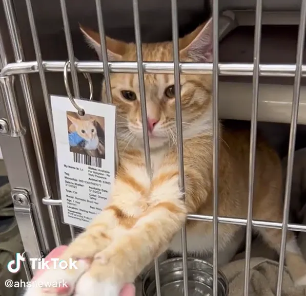 影/求帶走！收容所超Q橘貓「伸出小肉掌」緊握人手不放　楚楚可憐讓19萬人心碎