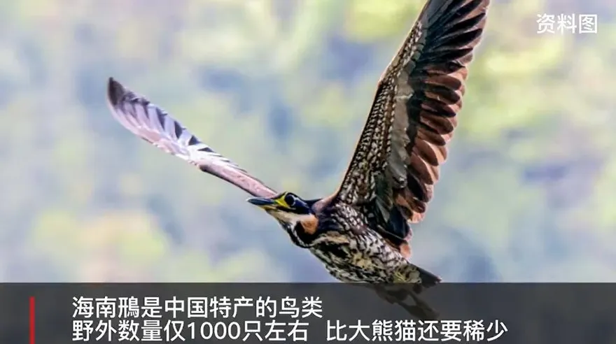 影/「世界最神秘鳥類」首度現身廣東！野外數量僅1000隻　數量比「大貓熊」還稀少