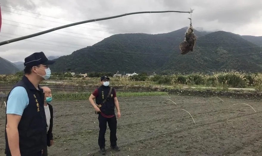 真的很冤！誤殺「環頸雉」還掛屍田中央立威　老農遭起訴也喊冤：「不知是保育的」