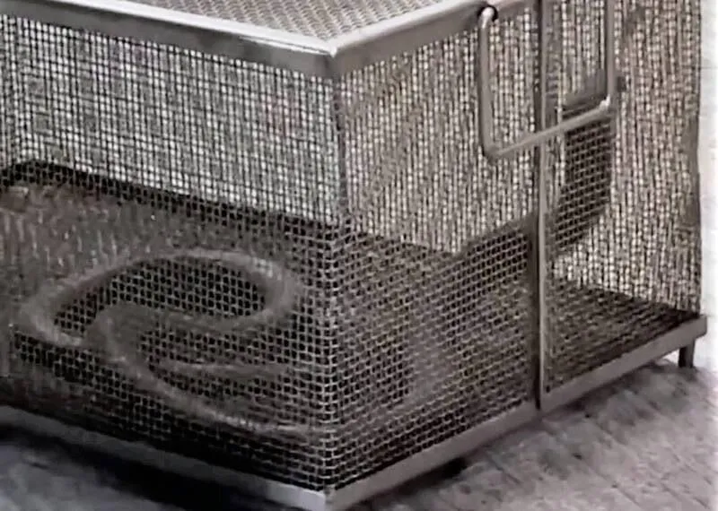 影/捕蛇達人慘遭巨大眼鏡蛇吻！ 醫院連打14支血清搶救