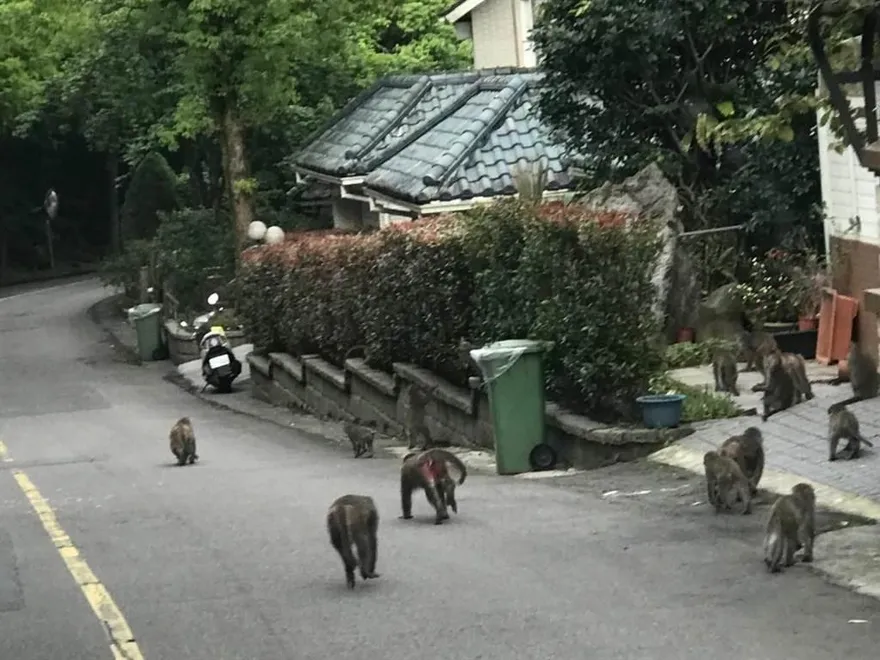 獼猴成群出沒汐止逛大街　動保處現身說法「如何趕猴」