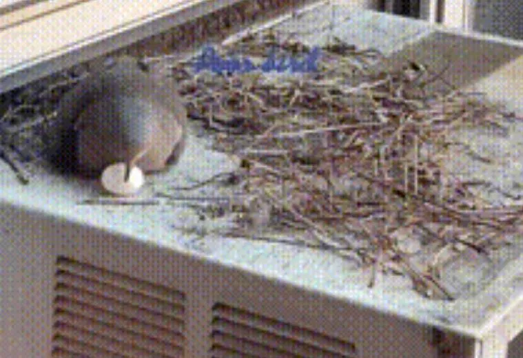 蛋蛋的哀傷？「隨便鳩」冷氣室外機撥弄「沒出生小孩」　下秒結局.....全網看呆