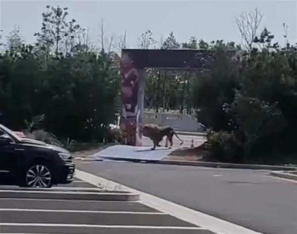 影/河南馬戲團獅子失控暴怒　竄出籠門逃跑...飼養員緊急誘捕幸無人傷亡