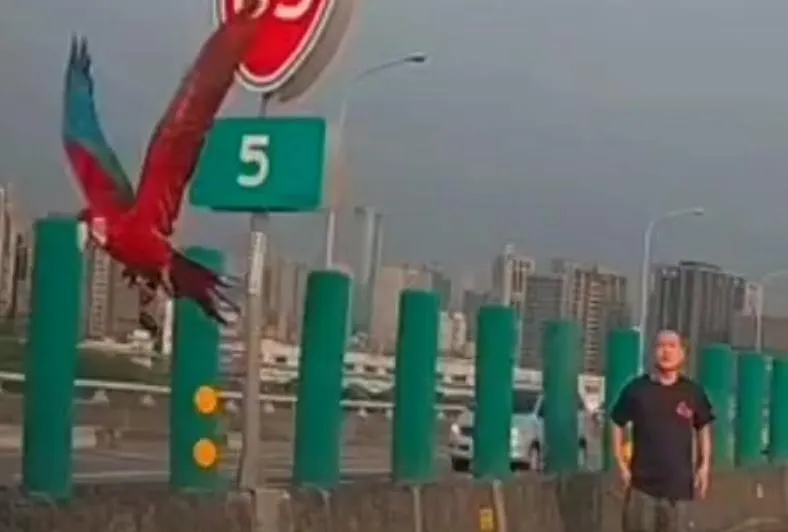 影/直擊快速道路「致命抓寶」現場！他的鳥半路蹦出　竟「下車徒步追」險遭追撞