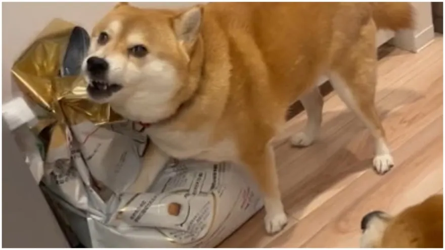 影/飼料守護神！柴媽護食「前腳緊抱＋警告低吼」六親不認　柴兒傻眼：馬麻你在幹嘛？