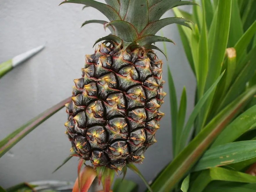 班班吃鳳梨！20校採購100噸鳳梨　農糧署做出回應