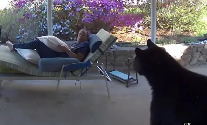 不速之客？男子躺椅休息大黑熊突亂入　人熊「驚嚇對視」3秒落跑