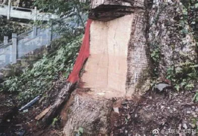 2600年神木「古楠木王」遭山老鼠盜採　法院只罰195萬…網友有意見了