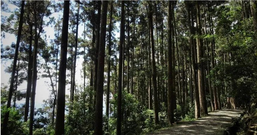 用水受限！藤枝國家森林公園21日起免預約　每日開放800人入園