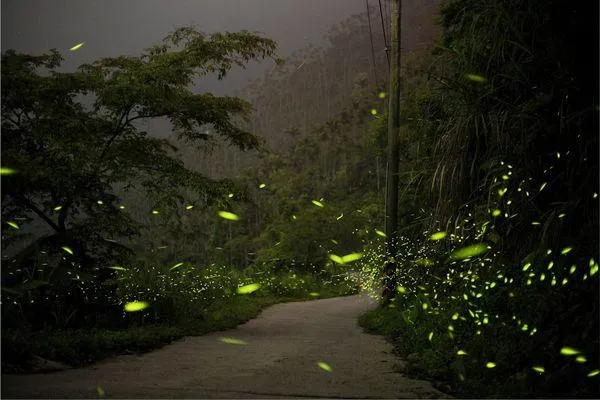 台南梅嶺賞螢季4/29開跑！奇幻「綠色星空」線上預約　一次看懂時間路線