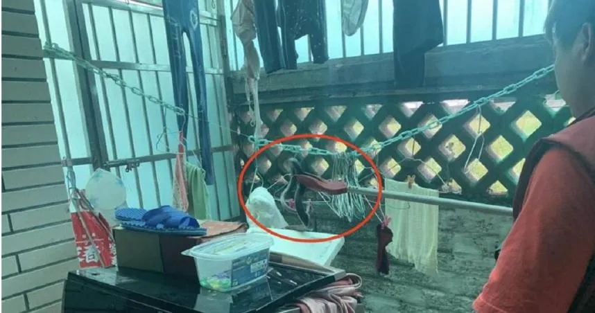 蛇出沒！新北樹林洗衣機竄出「2m眼鏡蛇」　屋主對眼嚇歪：以為死定了