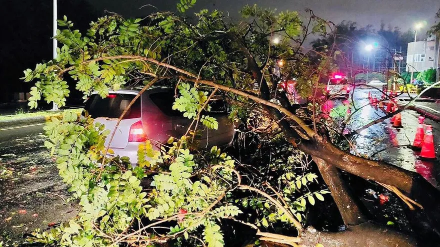 台1線嘉義民雄段路樹倒塌壓轎車　幸無人受傷