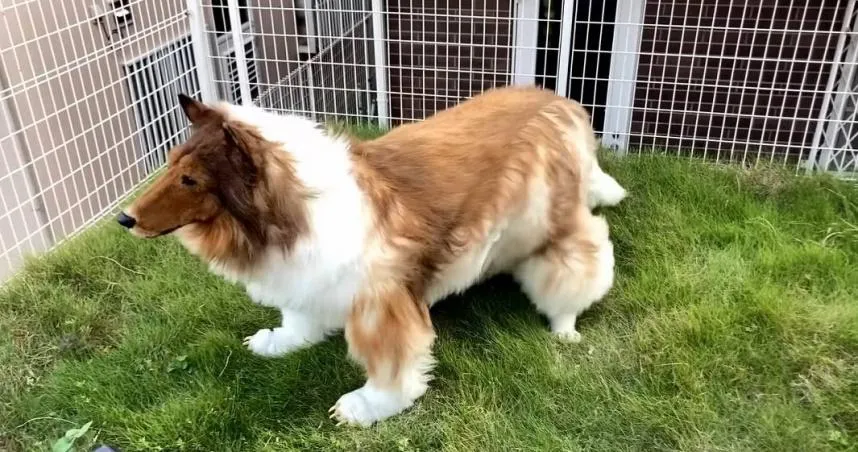 從小立志當狗　日男砸200萬「變成牧羊犬」1年後現況大公開