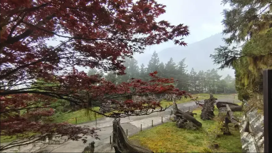 春天也能賞紅葉！宜蘭太平山森林遊樂區紫葉槭吐紅　紅葉美景持續到10月