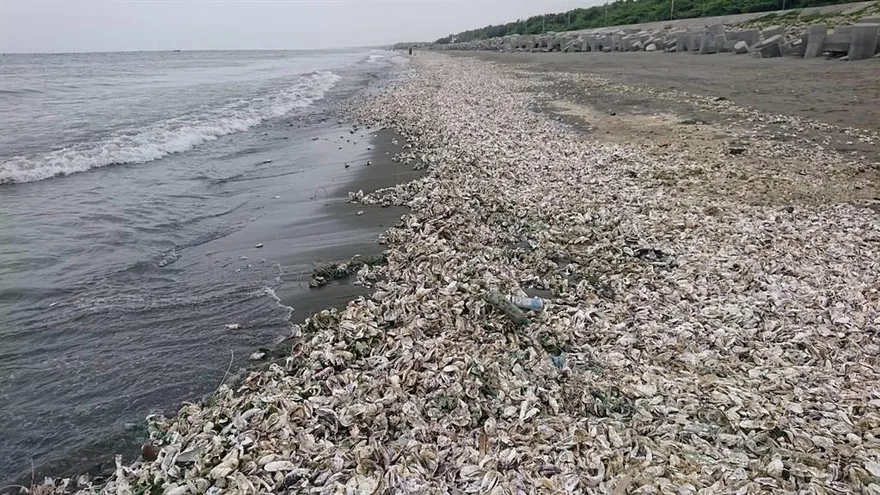 台南四草驚見「4km牡蠣沙灘」！腥臭味恐傳遍全村　蚵農嘆損失約3成