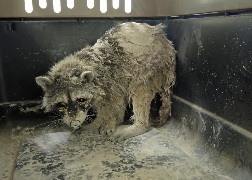 影/浣熊誤闖工地「石化」！全身沾滿水泥心疼畫面曝