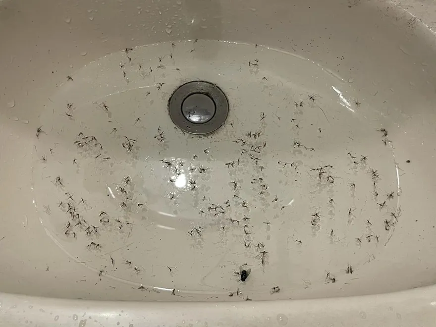 快訊/台南登革熱再添2248例！台南、雲林再爆5死　發病4天惡化猝逝