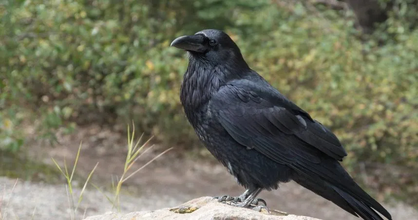 日本興起「烏鴉刺身」　記者在民眾勸誘下「生食肝臟」