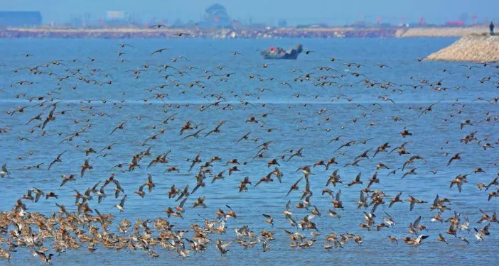影/上萬隻候鳥齊聚鴨綠江口濕地　呈現「踏浪齊舞」壯觀畫面