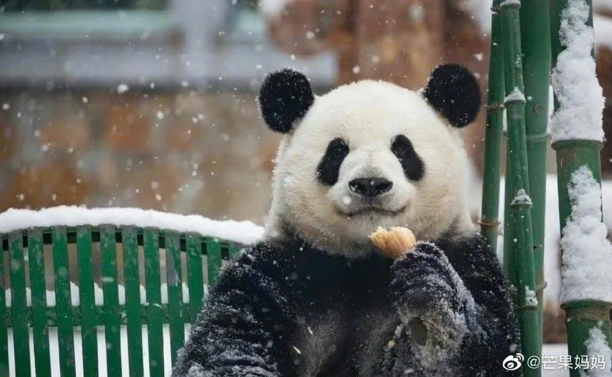 影/丫丫的新鄰居！大貓熊萌蘭「反向投餵」遊客　超萌「求誇獎」貼貼融化網友