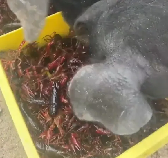影/小龍蝦自由？江蘇飼主每天用上百斤小龍蝦餵豬　網友羨翻：吃的比我好