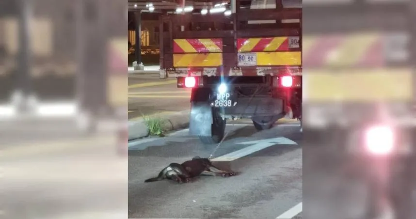 民眾目擊流浪狗「被綁車後拖行」！　照片曝光網怒：真殘忍