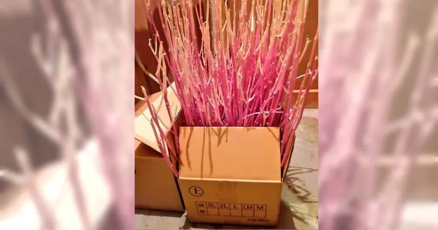 10公斤馬鈴薯忘儲藏室3個月　妻子開門見「神祕生物」嚇傻：變成珊瑚礁