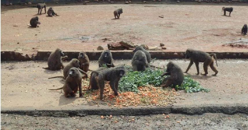 真相到底是？「東非狒狒之死」仍未出爐！林務局揭原因：等地檢署同意