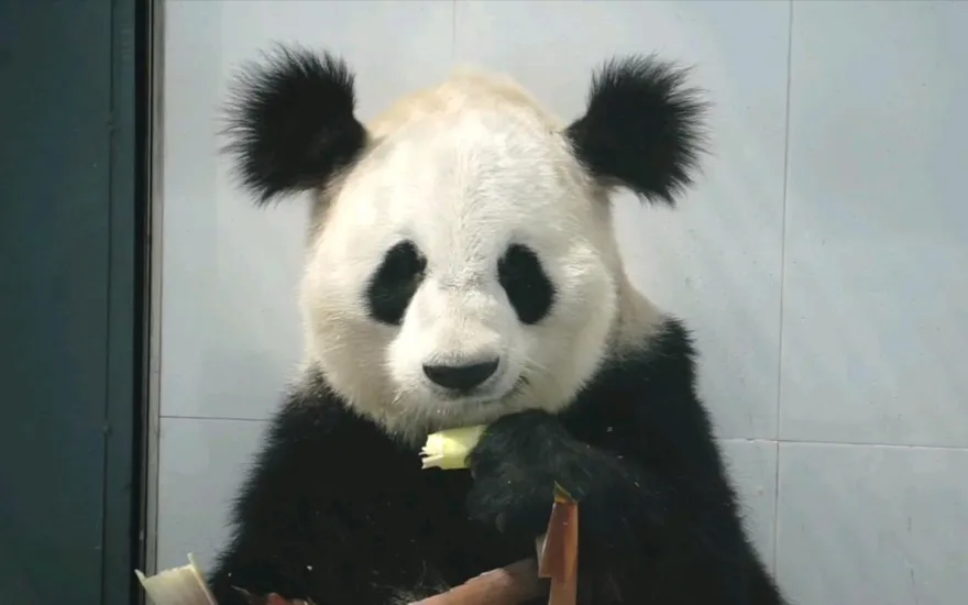 影/潦草「丸子頭」走了…貓熊小丫尿毒症去世　網慟：掃把頭得那隻啊