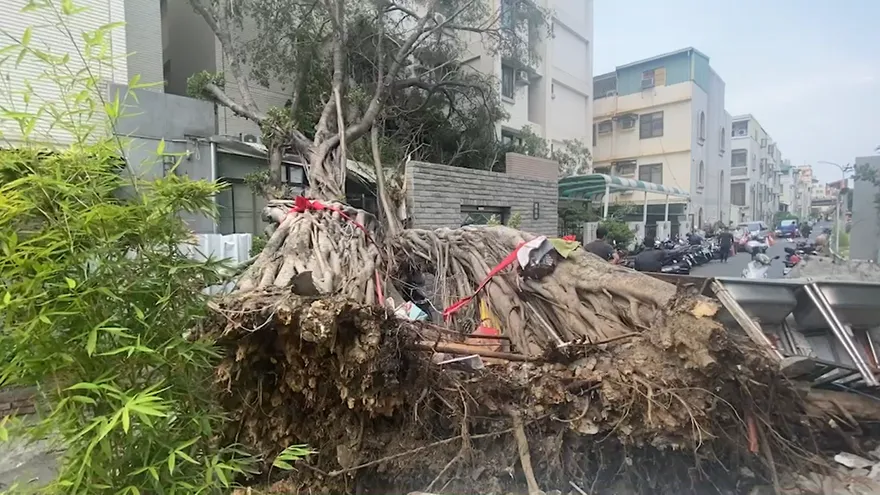 影/連根拔起！永康大橋車站百年老榕突倒塌　幸連假無人波及