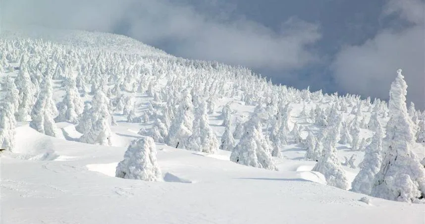 看不到了！日本千年歷史「藏王樹冰」　世紀末恐消失