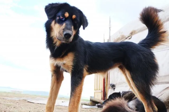 需要打狂犬病疫苗嗎？護理師揭被狗咬「這1疫苗」必要施打