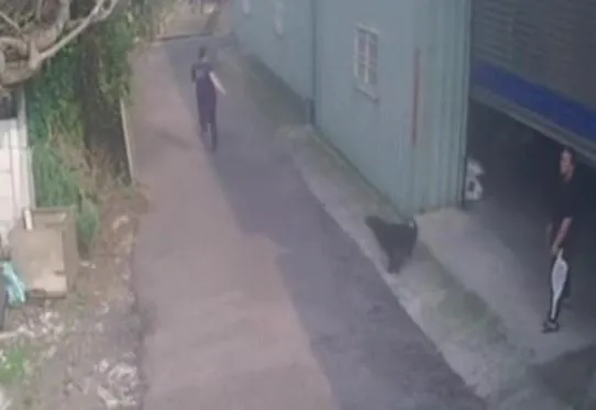 影/彰化警追酒駕男！小黑狗「神助攻」　飼主：晚餐加雞腿